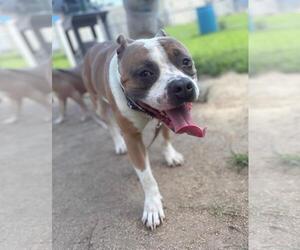 American Pit Bull Terrier-Unknown Mix Dogs for adoption in Virginia Beach, VA, USA