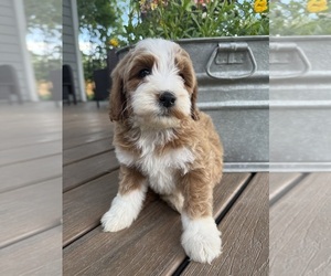 Bernedoodle-Poodle (Miniature) Mix Puppy for sale in GOLDEN, CO, USA