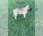 Small Photo #5 Mastiff Puppy For Sale in HOUSTON, TX, USA