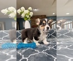 Small Photo #2 Pembroke Welsh Corgi Puppy For Sale in GREENFIELD, IN, USA