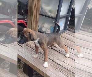 Mountain Feist Puppy for sale in BROOKSVILLE, FL, USA