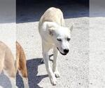 Small Siberian Husky Mix