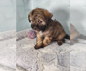 ShihPoo Puppy for sale in HENDERSON, NV, USA