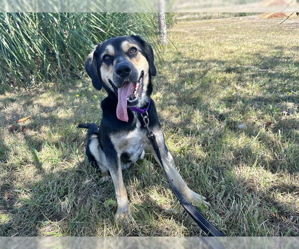 Medium Photo #1 Black and Tan Coonhound-Unknown Mix Puppy For Sale in McKinleyville, CA, USA