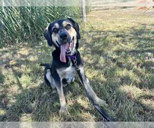 Black and Tan Coonhound-Unknown Mix Dogs for adoption in McKinleyville, CA, USA