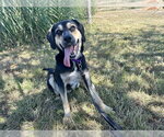 Small Black and Tan Coonhound Mix