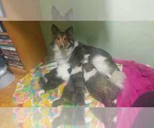 Mother of the Shetland Sheepdog puppies born on 09/22/2021