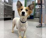 Small #1 Mutt