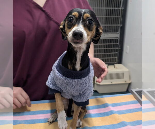 Medium Photo #1 Cheeks Puppy For Sale in Chico, CA, USA