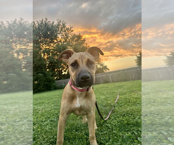 Medium Photo #10 American Pit Bull Terrier-Labrador Retriever Mix Puppy For Sale in Brewster, NY, USA