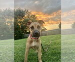 Small #9 American Pit Bull Terrier-Labrador Retriever Mix
