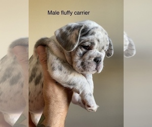 French Bulldog Puppy for sale in BEAUMONT, CA, USA