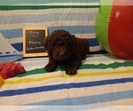 Small Photo #3 Goldendoodle Puppy For Sale in LAVONIA, GA, USA