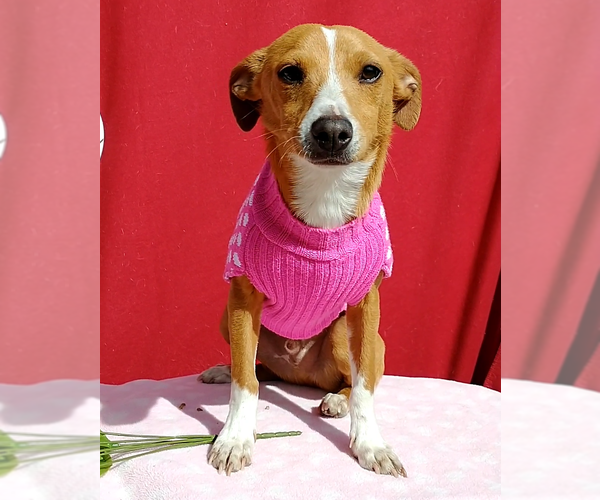 Medium Photo #4 Italian Greyhound-Jack Russell Terrier Mix Puppy For Sale in Apple Valley, CA, USA