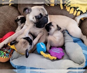 Pug Puppy for sale in SCOTTSBURG, IN, USA
