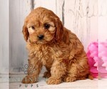 Small #2 Cavapoo (Miniature)