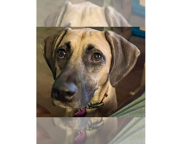 Medium Photo #5 Black Mouth Cur-Unknown Mix Puppy For Sale in Tampa, FL, USA