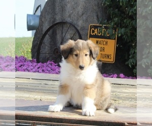 Collie Puppy for sale in FREDERICKSBURG, OH, USA