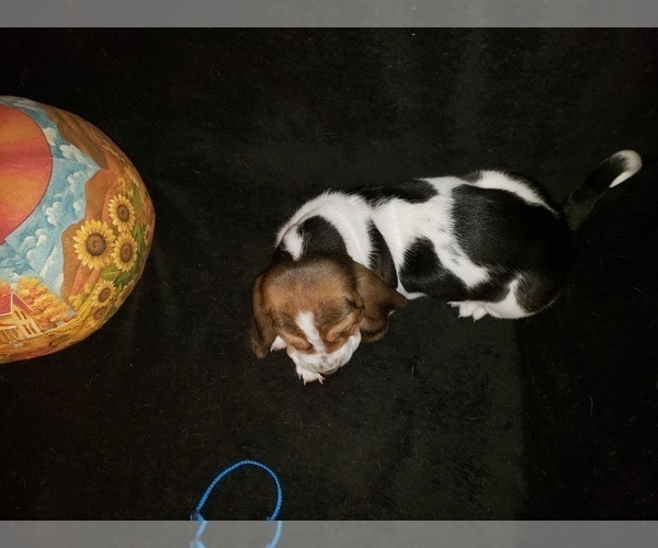Medium Photo #15 Basset Hound Puppy For Sale in CLAREMORE, OK, USA