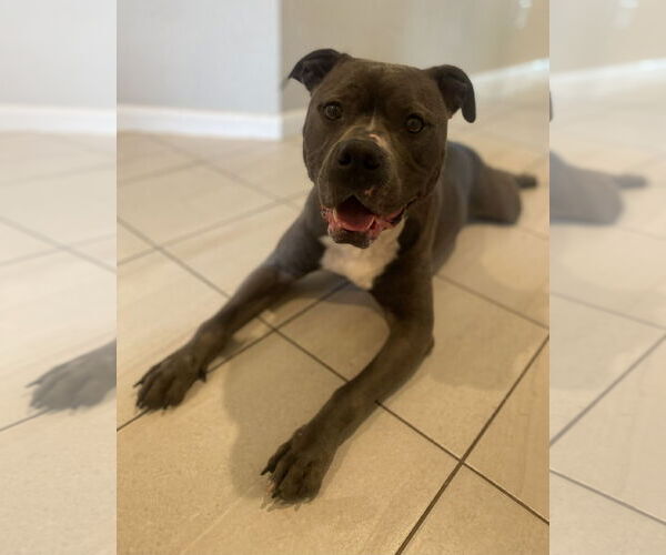 Medium Photo #4 American Staffordshire Terrier Puppy For Sale in Rosenberg, TX, USA