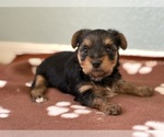Small #2 Yorkshire Terrier