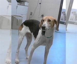 American Foxhound Dogs for adoption in Fayetteville, NC, USA