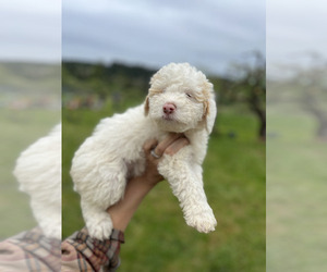 Miniature Bernedoodle-Poodle (Miniature) Mix Dogs for adoption in OLYMPIA, WA, USA