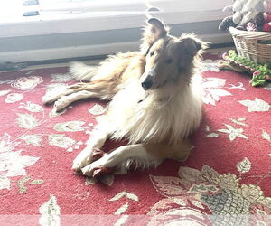 Collie Dogs for adoption in Chantilly, VA, USA