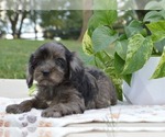 Small #1 Cavapoo