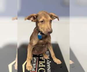 Doberman Pinscher-Unknown Mix Dogs for adoption in Minneapolis, MN, USA