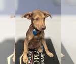 Small Doberman Pinscher Mix