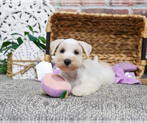 Schnauzer (Miniature) Puppy for sale in SYRACUSE, IN, USA