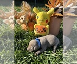Small #7 Labrador Retriever