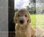 Puppy Puppy 3 Goldendoodle
