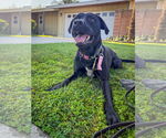 Small #4 Labrador Retriever Mix