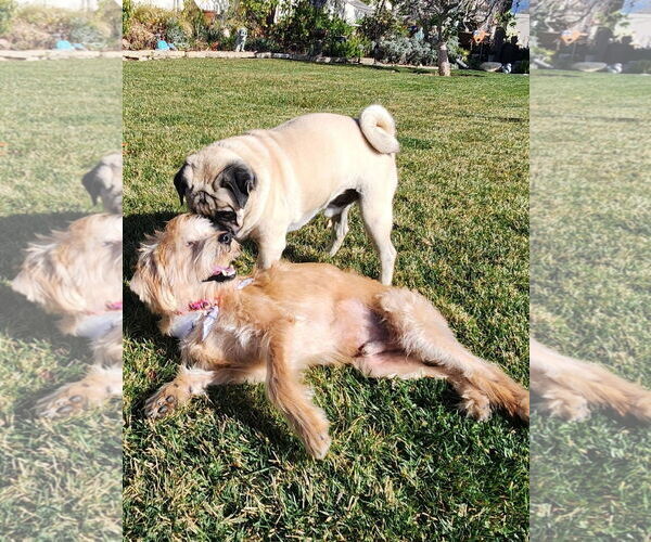 Medium Photo #4 Mutt Puppy For Sale in San Bernardino , CA, USA