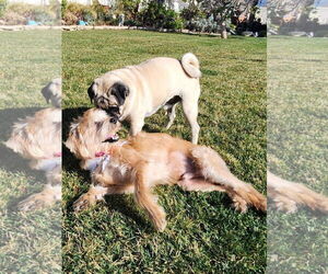 Cowboy - Male Mutt Dog for Adoption - Photo #4