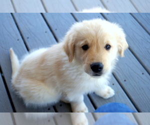 Golden Retriever Puppy for Sale in RICHLANDS, North Carolina USA