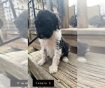 Small Photo #5 Poodle (Standard) Puppy For Sale in OLIN, IA, USA