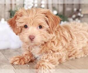 Shih Tzu Puppy for sale in MOUNT VERNON, OH, USA