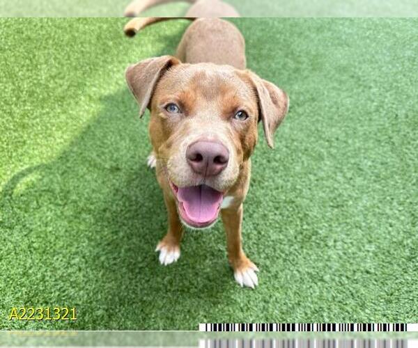 Medium Photo #2 American Pit Bull Terrier-Vizsla Mix Puppy For Sale in West Palm Beach, FL, USA