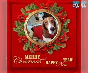 Father of the Basset Hound puppies born on 10/12/2025