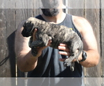 Small #13 Presa Canario
