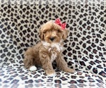 Small Cavapoo (Miniature)