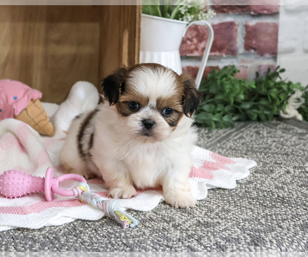 Medium Photo #5 Shih Tzu Puppy For Sale in SYRACUSE, IN, USA