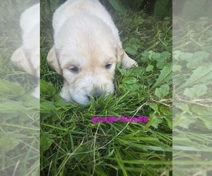 Golden Retriever Puppy for sale in OIL CITY, PA, USA