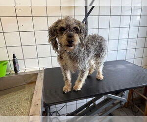 Miniature Schnauzer-Poodle (Miniature) Mix Dogs for adoption in Downey, CA, USA