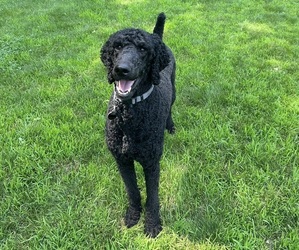 Father of the Poodle (Standard) puppies born on 03/30/2026