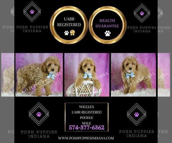 Medium Photo #78 Poodle (Toy) Puppy For Sale in WARSAW, IN, USA