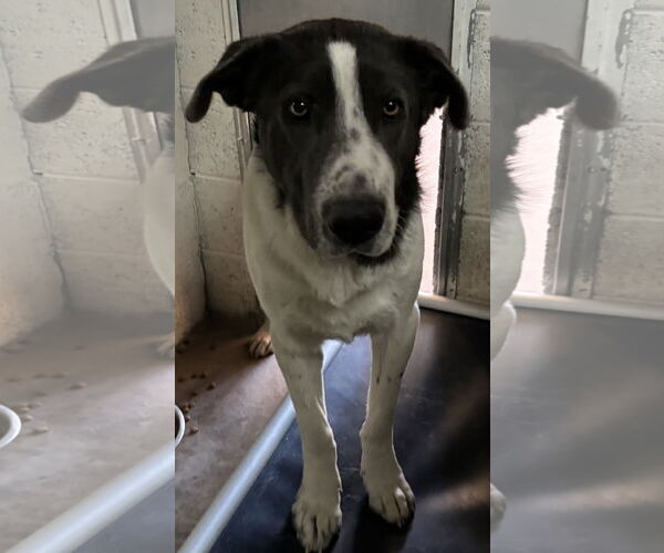 Medium Photo #1 Pyrenees Border Collie Puppy For Sale in Las Vegas, NM, USA